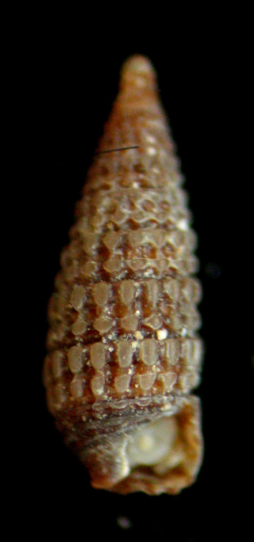 Dizoniopsis coppolae